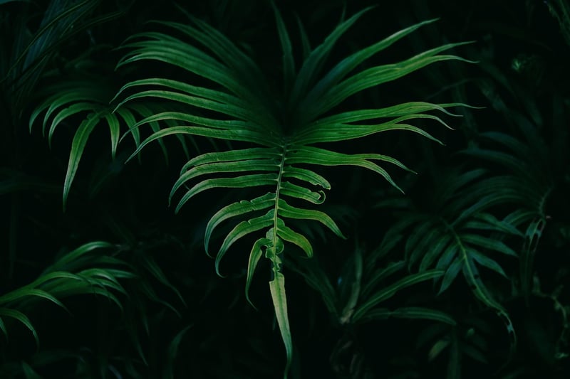 Foliage Plants